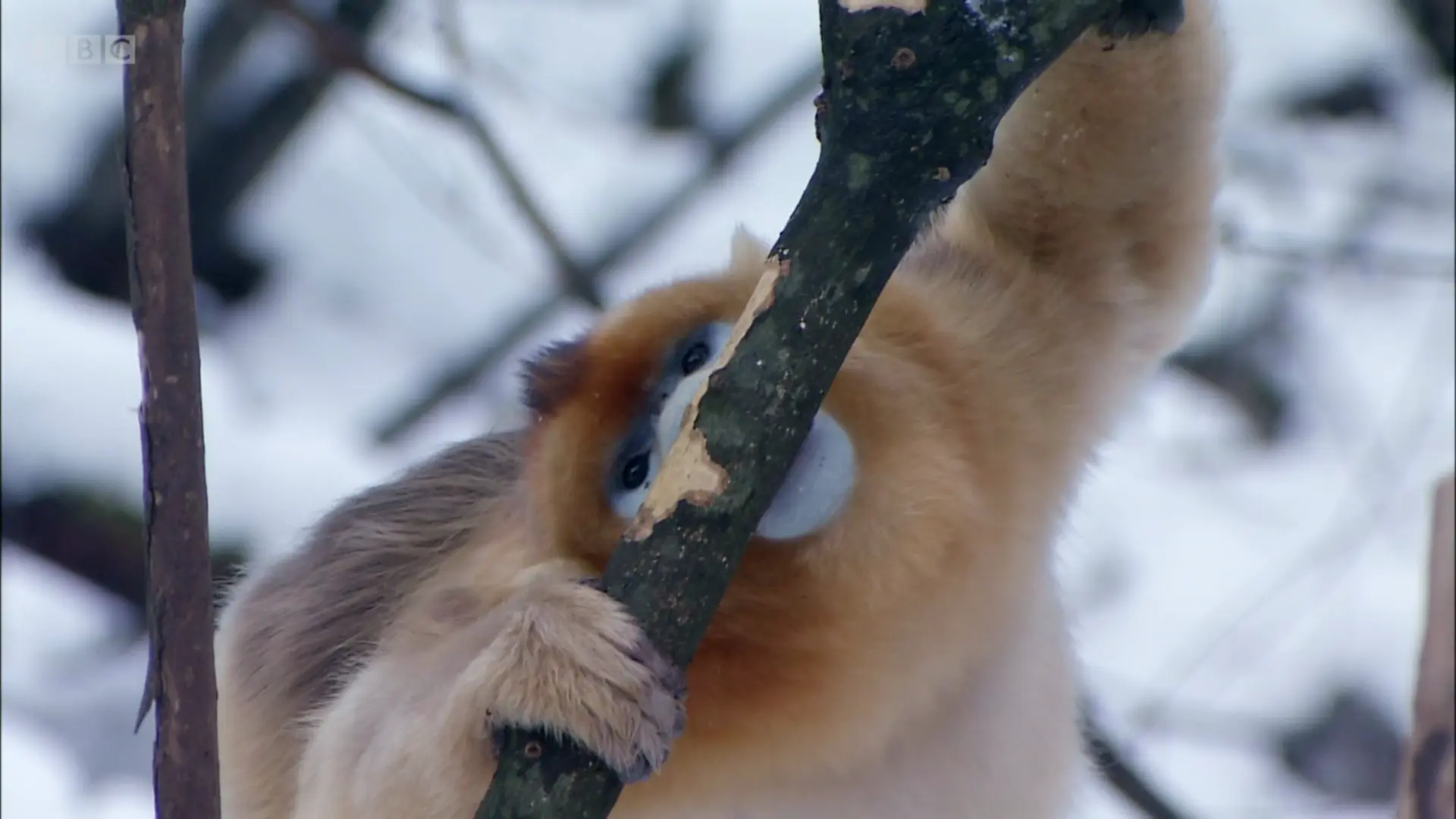 Qinling golden snub-nosed monkey (Rhinopithecus roxellana qinlingensis) as shown in Planet Earth - Mountains